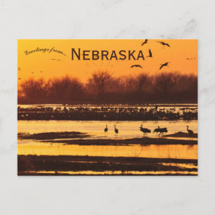 Sandhill Cranes auf der Platte auf der Central Neb Postkarte