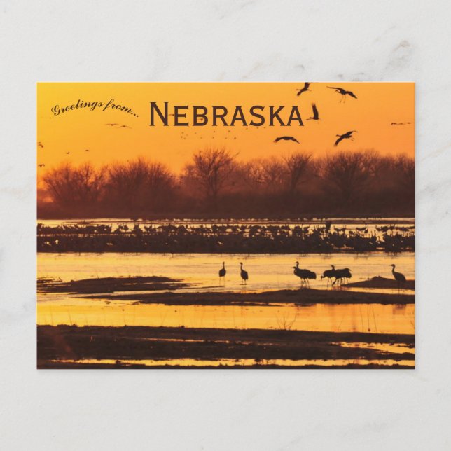 Sandhill Cranes auf der Platte auf der Central Neb Postkarte (Vorderseite)