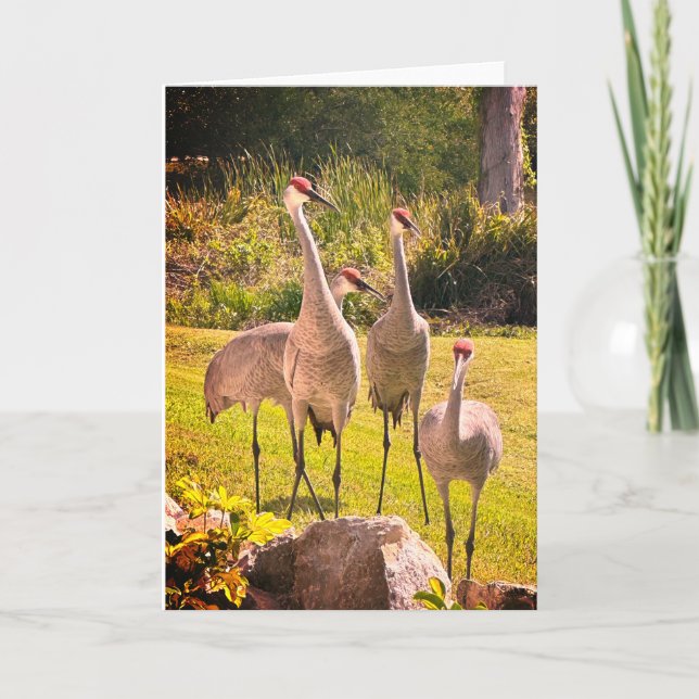 Sandhill Cranes Blank Greeting Card Einladung (Vorderseite)