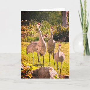 Sandhill Cranes Blank Greeting Card Einladung
