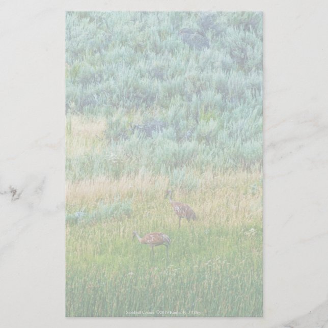 Sandhill Cranes Briefpapier (Vorderseite)
