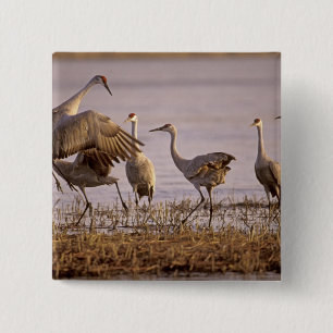 Sandhill Cranes Grus canadensis) Platte Button