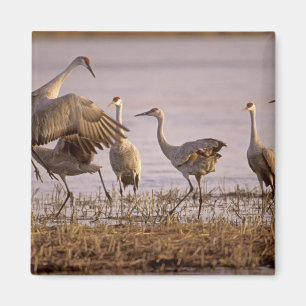 Sandhill Cranes Grus canadensis) Platte Magnet