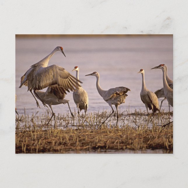 Sandhill Cranes Grus canadensis) Platte Postkarte (Vorderseite)