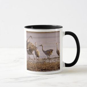 Sandhill Cranes Grus canadensis) Platte Tasse