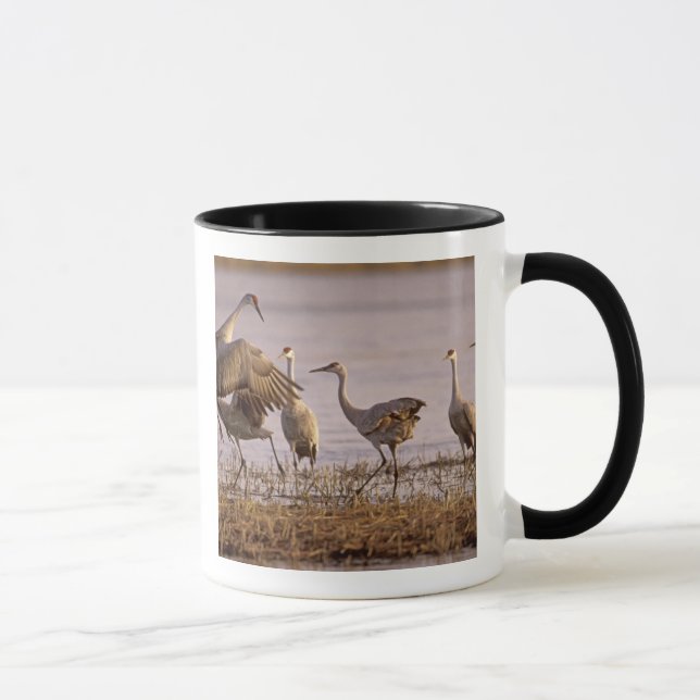 Sandhill Cranes Grus canadensis) Platte Tasse (Rechts)