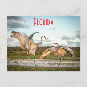 Sandhill Cranes in Boynton Beach Florida Postkarte