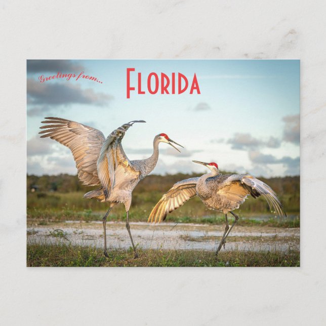 Sandhill Cranes in Boynton Beach Florida Postkarte (Vorderseite)