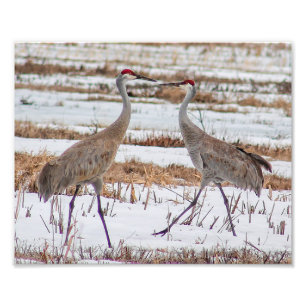 Sandhill Cranes in Snow Fotografy Print Fotodruck
