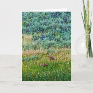Sandhill Cranes Karte