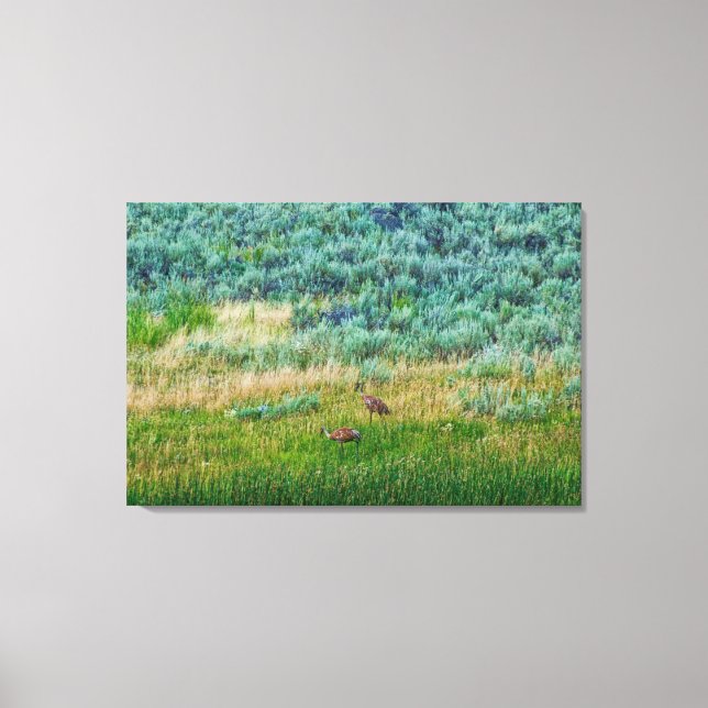 Sandhill Cranes Leinwanddruck (Vorderseite)