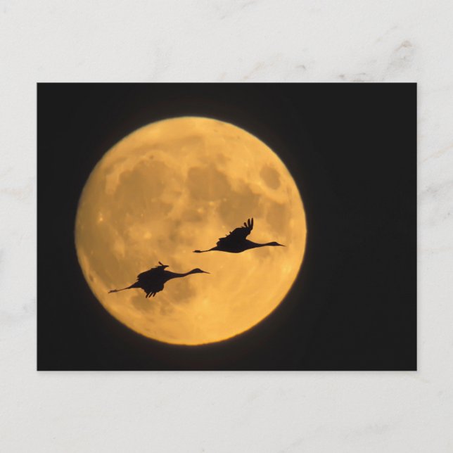 Sandhill Cranes | National Wildlife Reserve Postkarte (Vorderseite)