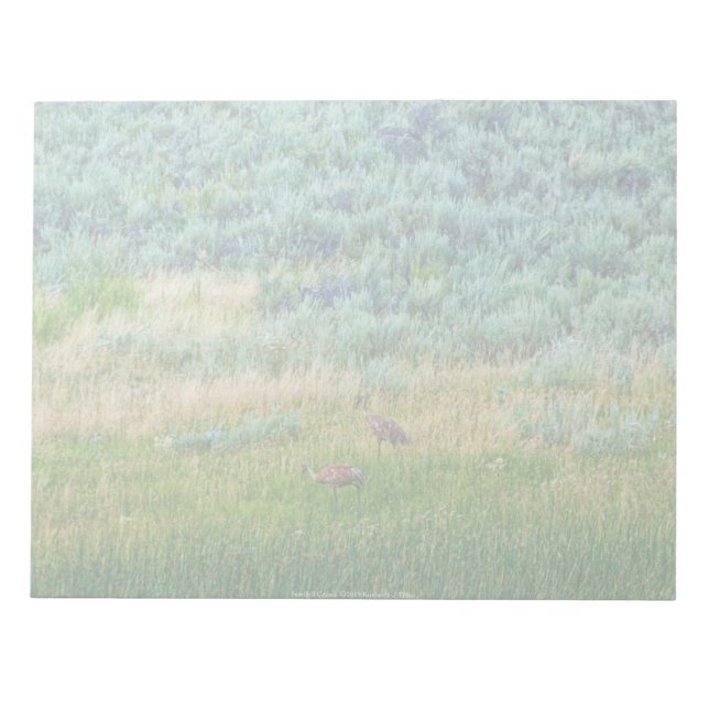 Sandhill Cranes Notizblock (Vorderseite)