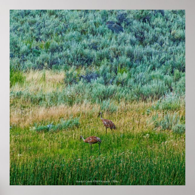 Sandhill Cranes Poster (Vorne)