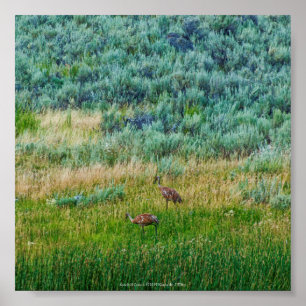 Sandhill Cranes Poster