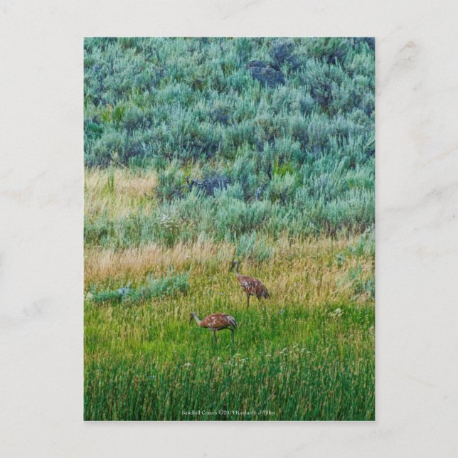 Sandhill Cranes Postkarte (Vorderseite)