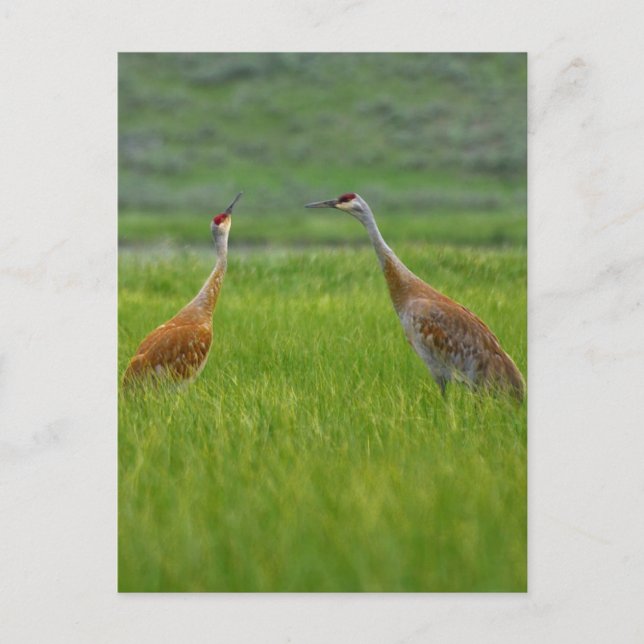 Sandhill Cranes Postkarte (Vorderseite)