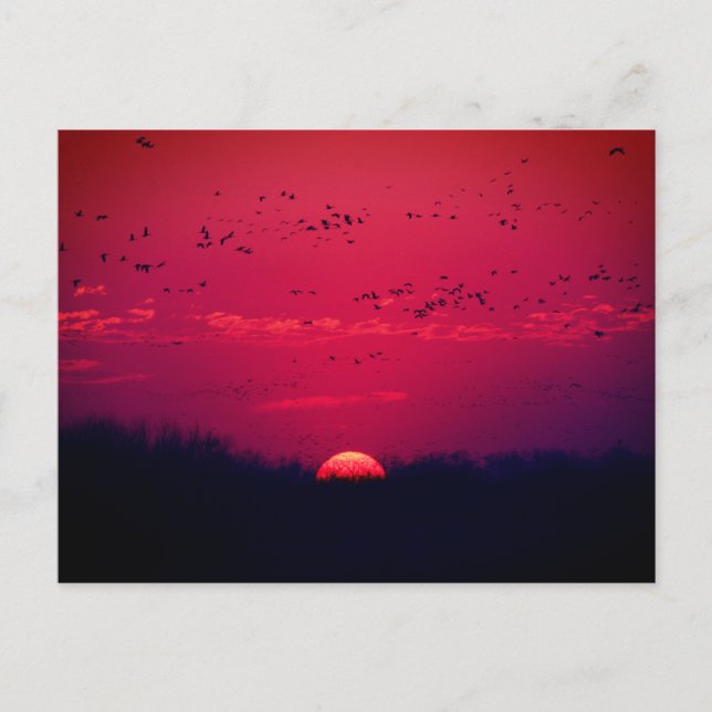 Sandhill Cranes Spring Migration Postcard #3 2018 Postkarte (Vorderseite)