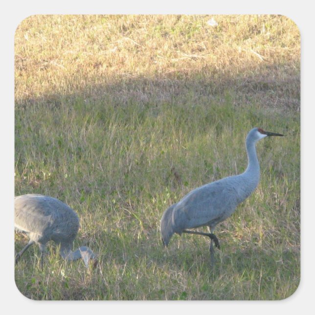 Sandhill Cranes Sticker (Vorderseite)