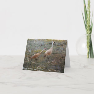 Sandhill Cranes Wildlife Greeting Card Karte