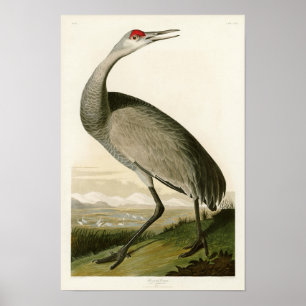 Sandhill Kran-John James Audubon-Vögel von Amerika Poster