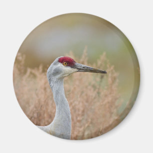 Sandhill Kran Magnet