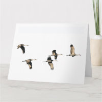 Sandhill Kran-Vögel, die Geburtstags-Gruß-Karte