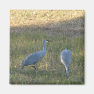 Sandhill-Krane im Gras-Foto-Magnet Magnet
