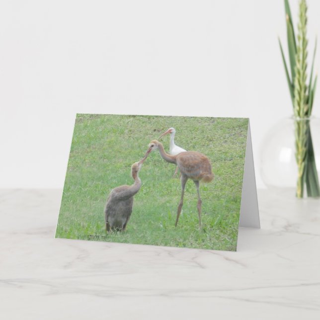 Sandhill Kräne Karte (Vorderseite)