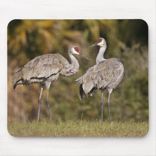 Sandhill Kräne Mousepad (Vorne)