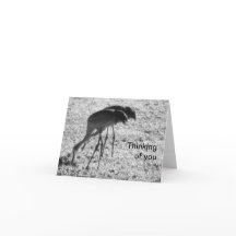 Sandhill-Krane zum Nachdenken