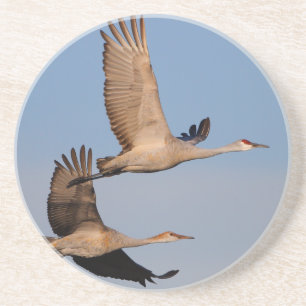 sandhill streckt sich im Flug Sandstein Untersetzer