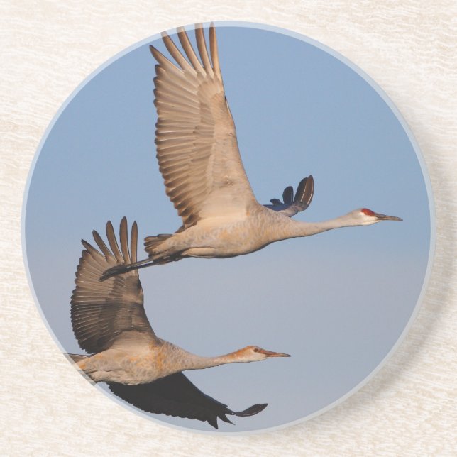 sandhill streckt sich im Flug Sandstein Untersetzer (Vorne)