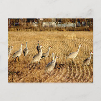 Sandhilll Cranes Postkarte