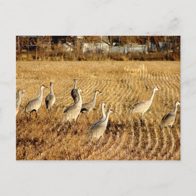 Sandhilll Cranes Postkarte (Vorderseite)