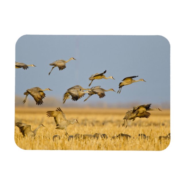 Sandhügelkrane landen auf Maisfeldern Magnet (Horizontal)