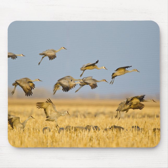 Sandhügelkrane landen auf Maisfeldern Mousepad (Vorne)