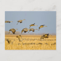 Sandhügelkrane landen auf Maisfeldern