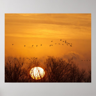 Sandhügelkrane, silhouettiert gegen aufgehende Son Poster