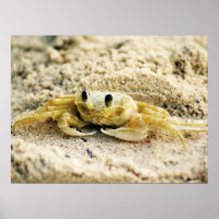 Sandkrebs, Curacao, Karibikinseln, 24x18 Foto