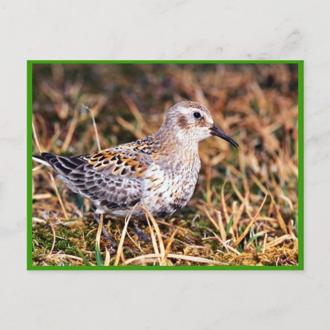 Sandpferd Postkarte (Vorderseite)