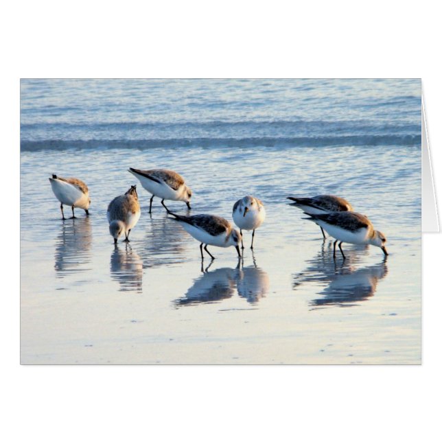 Sandpferde (Vorderseite (Horizontal))