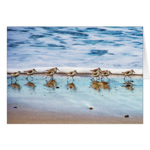 Sandpferde entlang des Strandes