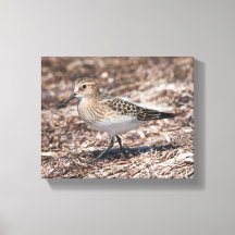 Sandpiper am Strand