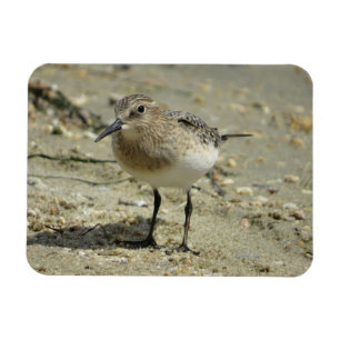 Sandpiper am Strand Magnet