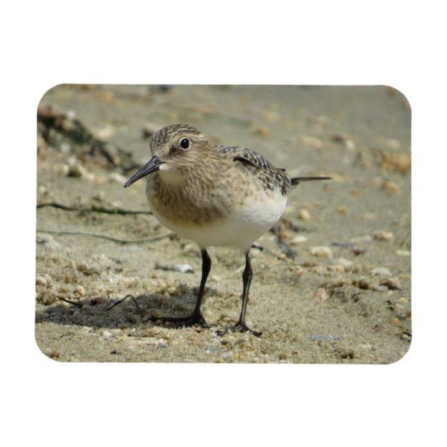 Sandpiper am Strand Magnet (Horizontal)