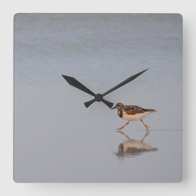 Sandpiper am Strand Quadratische Wanduhr (Vorderseite)