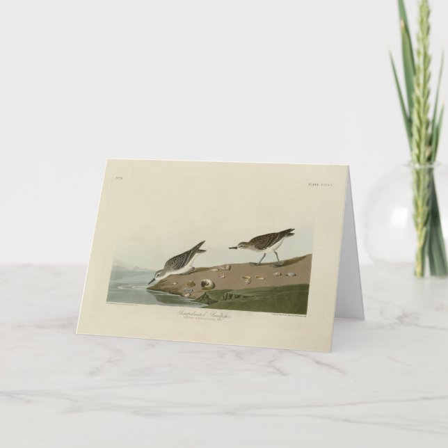 Sandpiper, Audubons Vögel von Amerika Karte (Vorderseite)