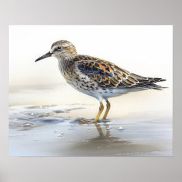 Sandpiper Bird Art Print Poster