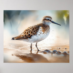 Sandpiper Bird Art Print Poster